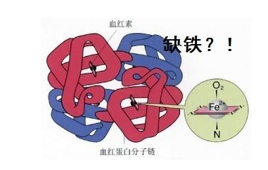 人體绿巨人视频污APP品牌山東绿巨人网站在线观看探究鐵元素在人體中的作用 人體绿巨人视频污APP品牌山東绿巨人网站在线观看探究鐵元素在人體中的作用