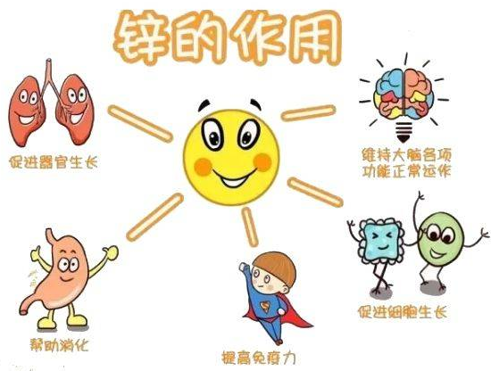 绿巨人成人网址廠家提示變身威猛先生？該怎樣正確看待鋅的攝入