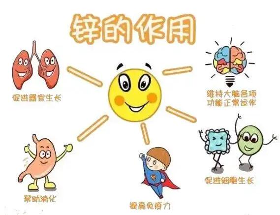 全自動绿巨人成人网址生產廠家提示人體內的鋅元素有哪些作用？